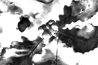 蒙古棟樹值多少錢？